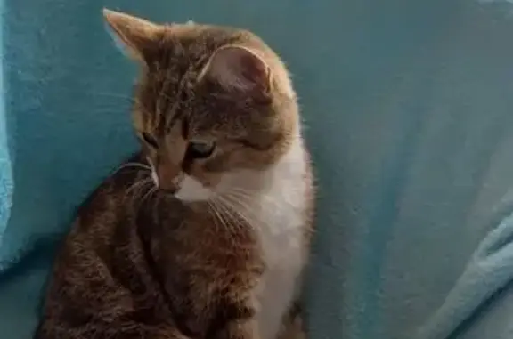 Chatte tigrée perdue au Portel - photo