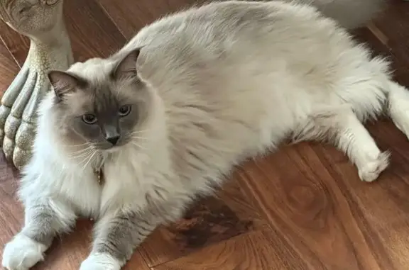 Missing cat London, photo: Lost Ragdoll Cat: Mochi Missing in Bywater