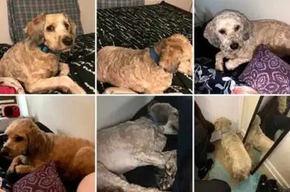 Help Find Blue: Lost Dog in Chester