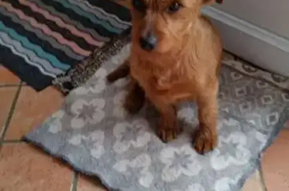 Animaux perdus , photo: Petit chien roux perdu au Lac du Der