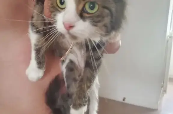 Animaux trouvés Montescourt-Lizerolles, photo: Chat trouvée Rue Marcel Coudrais
