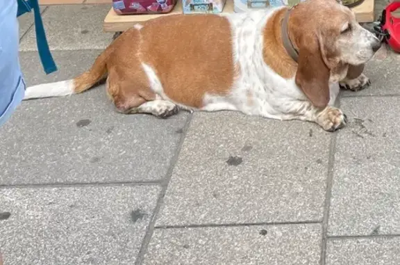 Basset Hound perdue à Scaër : Molly 9 ans - photo