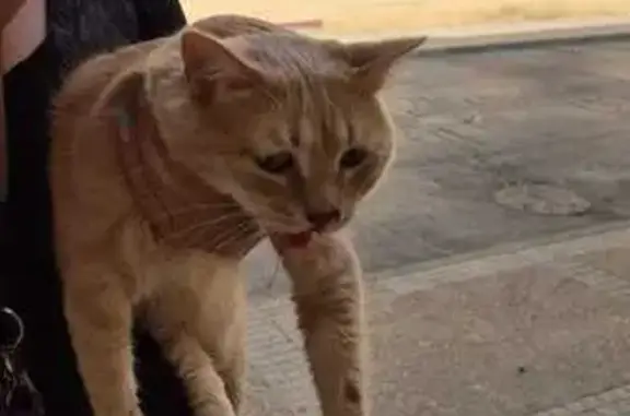 Gato encontrado Jerez de la Frontera, foto: Gata con collar rosa hallada en Jerez