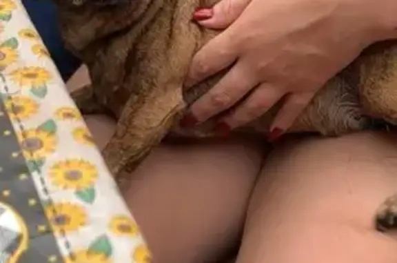 cachorro desaparecida