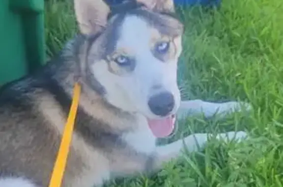 Found dog Naranja, photo: Found Husky Puppy: SW 135th Ave, Naranja