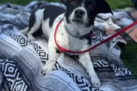Missing dog Steamboat Springs, photo: Lost Dog: Small Black & White in Steamboat