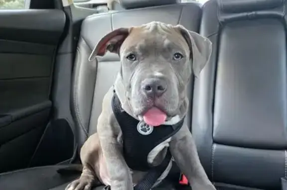 Lost pets Carol Stream, photo: Lost Grey Puppy: Blue Eyes, White Markings