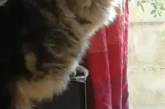 Chatte perdue à Jard-sur-Mer, 85520 - photo