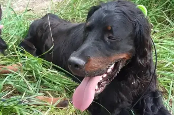 Chien perdu collier jaune, maigre, contactez-moi - photo