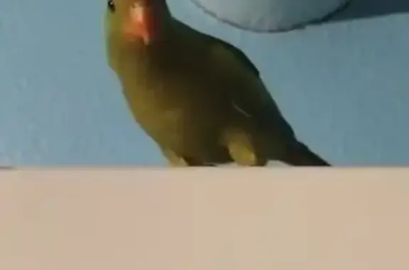 Perdu : Perruche verte 