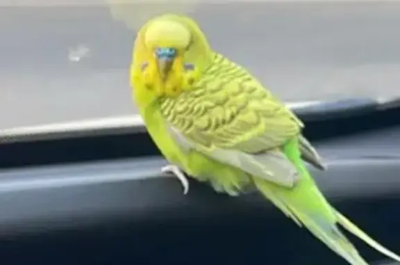 Ave Dócil Encontrada en Almerí...