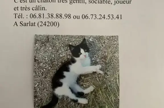 Chaton noir et blanc trouvé à Sarlat - photo