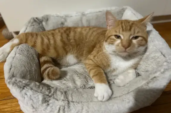 Chat perdu, Bartenheim, photo: Chat roux perdu, sociable et pucé.