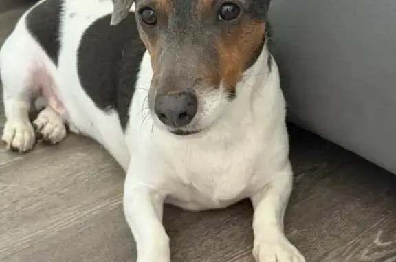 Lost and found pets Jersey City, photo: Lost Jack Russell: Nico in Jersey City