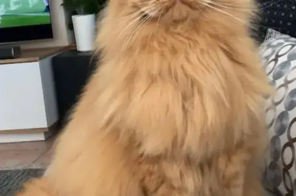 Grande chatte rousse perdue à Trets - photo