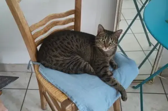 Chat perdu, Lyon, photo: Chatte tigrée perdue, saut 2e étage Lyon