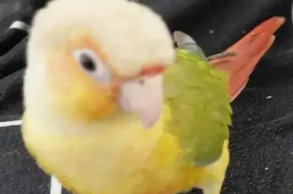 Animaux perdus Montferrand-le-Château, photo: Conures apprivoisées perdues à Montferrand