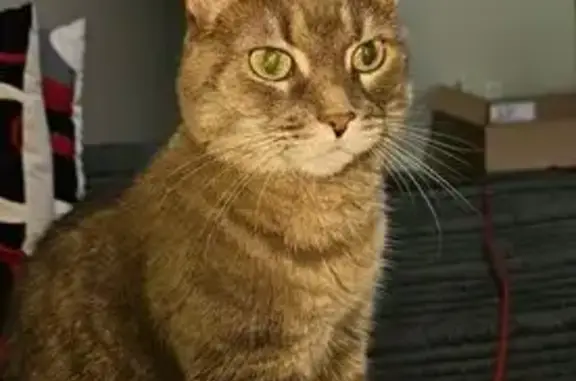 Lost Shy Cat Cleo: Help Find Her in Guelph