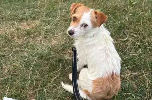 Lost Jack Russell: Shy, Green Collar