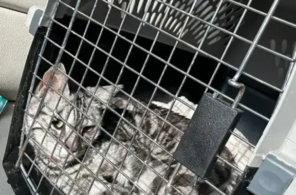 Lost and found pets , photo: Silver Bengal Cat Found in South Charlotte!