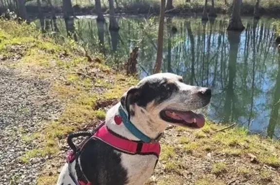 Lost Catahoula: Blue Collar & Tags