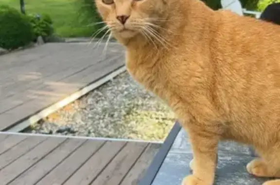 Lost Orange Cat with Green Eyes - Glastonbury