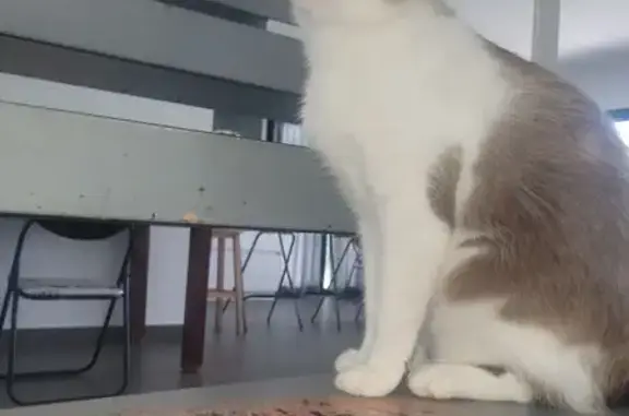 Gato Perdido en Sanlúcar: Marrón y Blanco