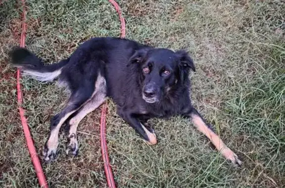 Lost and found pets Conway, photo: Found: Brown & Black Dog on Northlake Dr