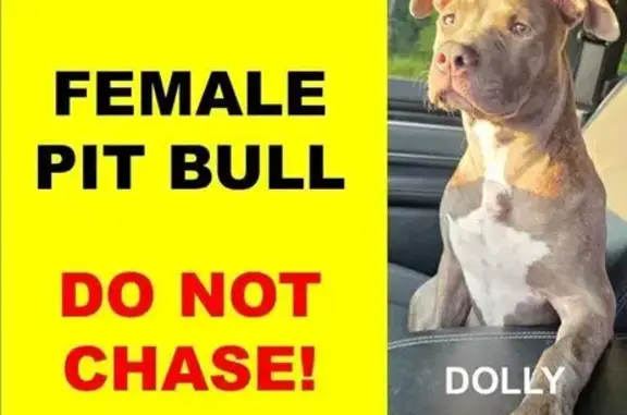 Lost: 5-Month Blue Brindle Pitbull