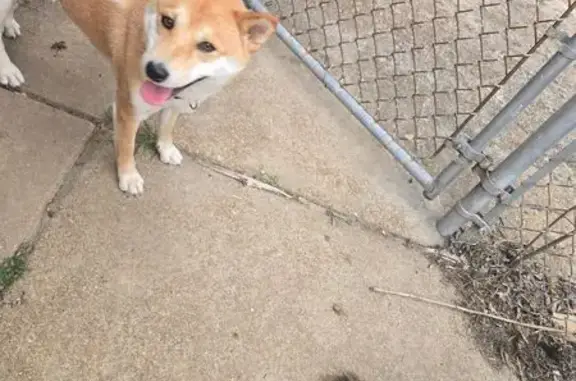 Lost Tan Shiba Inu: Fearful, Blue Collar
