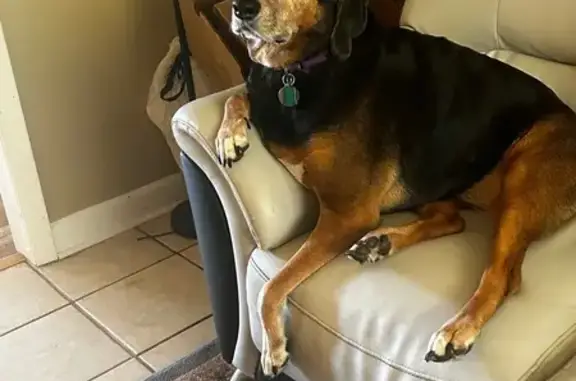 Lost Skittish Coon Dog on Old Fort Bayou