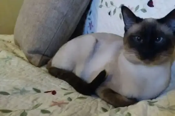 Help Find Georgie: Missing Siamese Cat