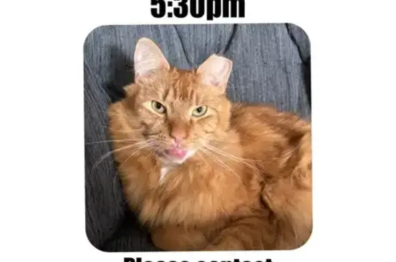 Lost Orange Cat: West Holly Ave, Pitman