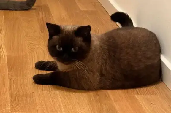 Gatos perdidos, Estepona, foto: ¡Ayuda a encontrar a Mia, gata perdida!