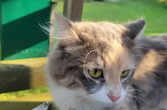 Help Find Tonic: Missing Calico Cat