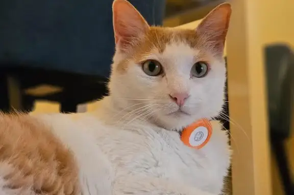 Chat perdu, peureux, 8 ans, Vaux-sur-Mer - photo