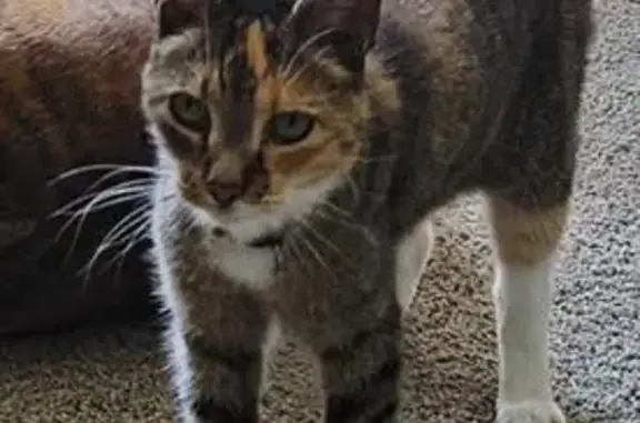 Lost: Friendly Calico Tabby, Pink Collar