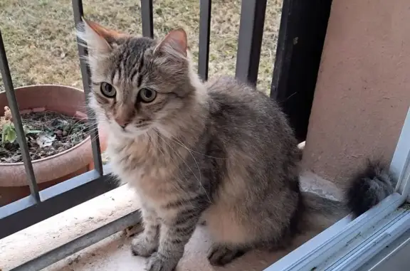 Chatte tigrée trouvée près parc Ducroch - photo