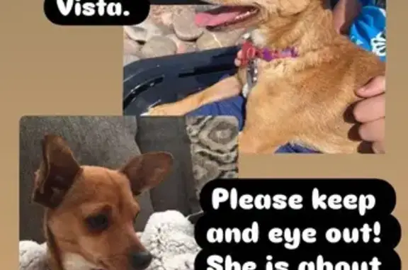 Lost and found pets El Paso, photo: Lost Dog: Copper, Brown, Eagle Vista, El Paso