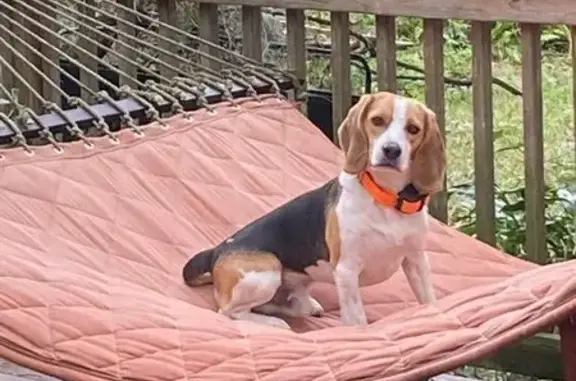 Lost Beagle: Orange Collar, Seffner 5407