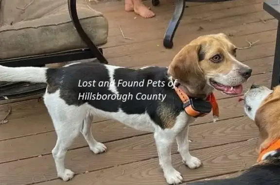 Lost Dog: Black Patch & White Legs in Seffner