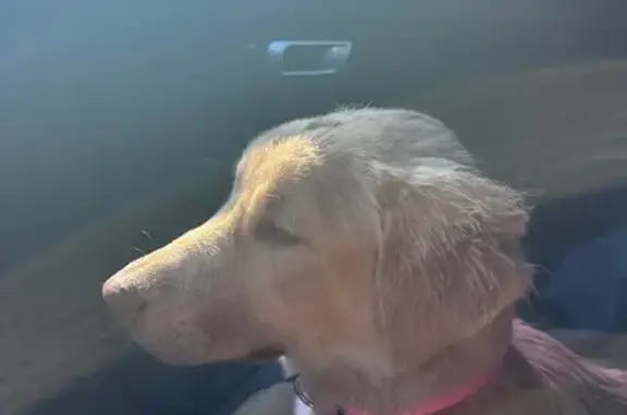 Lost Golden Dog: Playful & Approachable