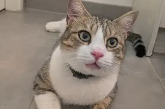 Animaux trouvés Cachan, photo: Chat tigré et blanc trouvé à Cachan