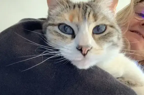 Chatte perdue à La Ciotat : Luzon, 7 ans - photo