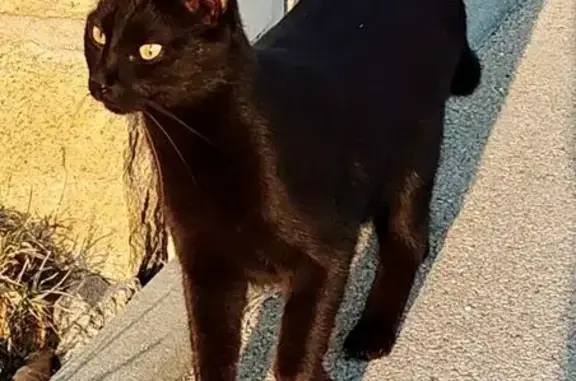 Animaux perdus Pleucadeuc, photo: Chat noir perdu à Pleucadeuc