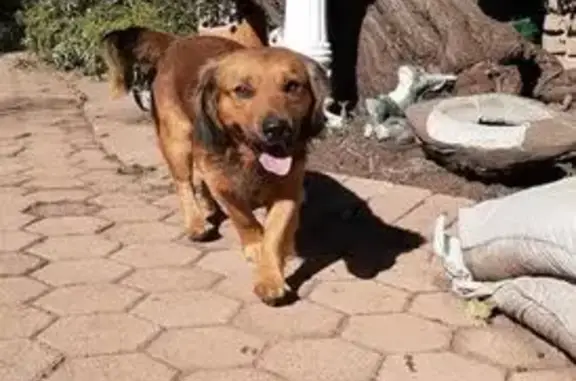 Lost Dog: Brown, Long-Haired on Macchi Rd
