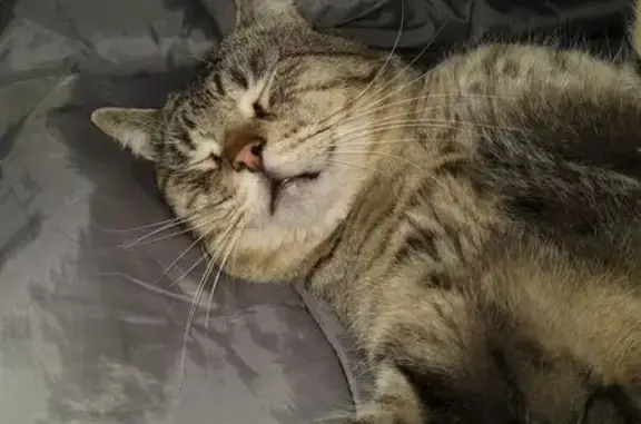 Lost and found pets Alameda, photo: Missing: Large Male Cat with Unique Traits
