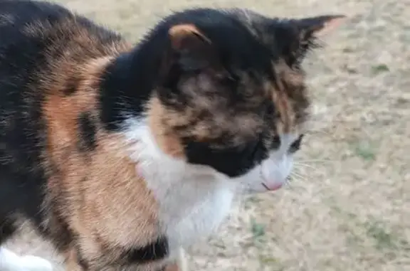 Lost Calico Cat: Masked Beauty in Kempton