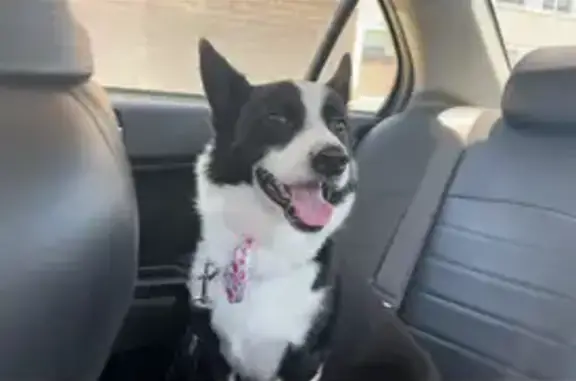Lost Corgi/Collie Mix in Orem - Help!