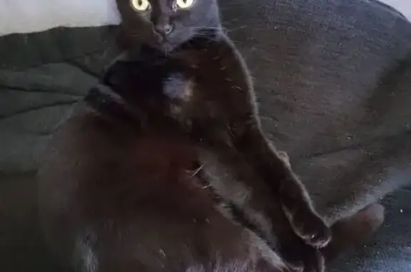 Gatita Perdida en Tío Pino: Responde a Panti